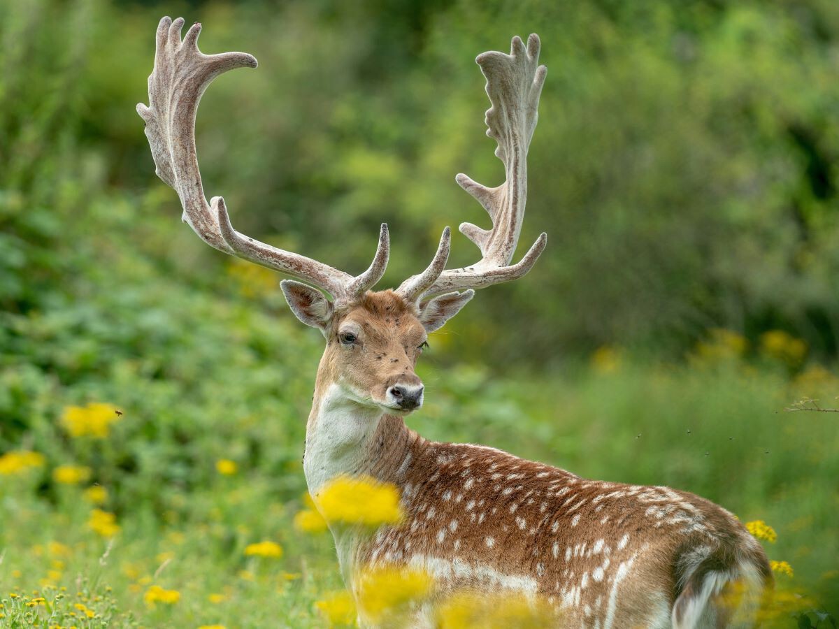 Gamo europeo con sus características astas palmeadas y pelaje marrón con manchas blancas