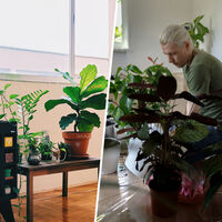 Cada vez más españoles hacen algo cuando van a pasarse días fuera de casa: reservar un hotel para sus plantas