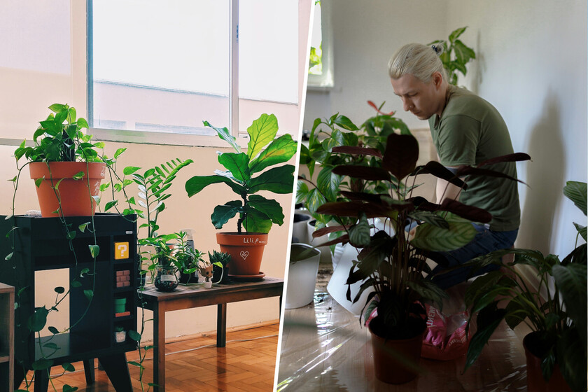 "Son seres vivos, no puedo dejar que se mueran": las guarderías para plantas se extienden por España
