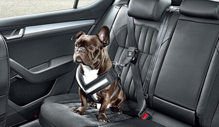 Perro Coche Pequeno