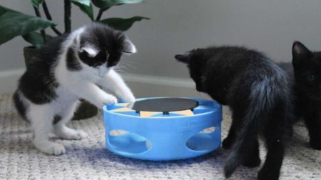 IrresistiCat: un juguete para tu gato que funciona con energía solar