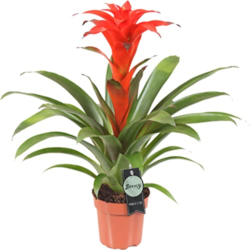 Guzmania Lingulata - Flor Color Rojo