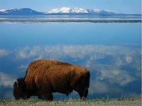 Este verano podemos acampar en Yellowstone sin problema