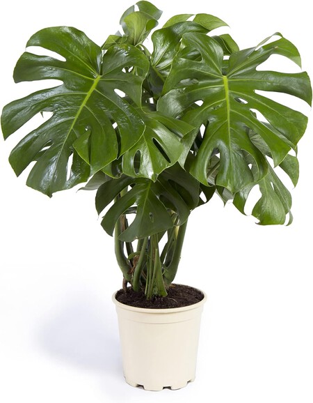 Monstera