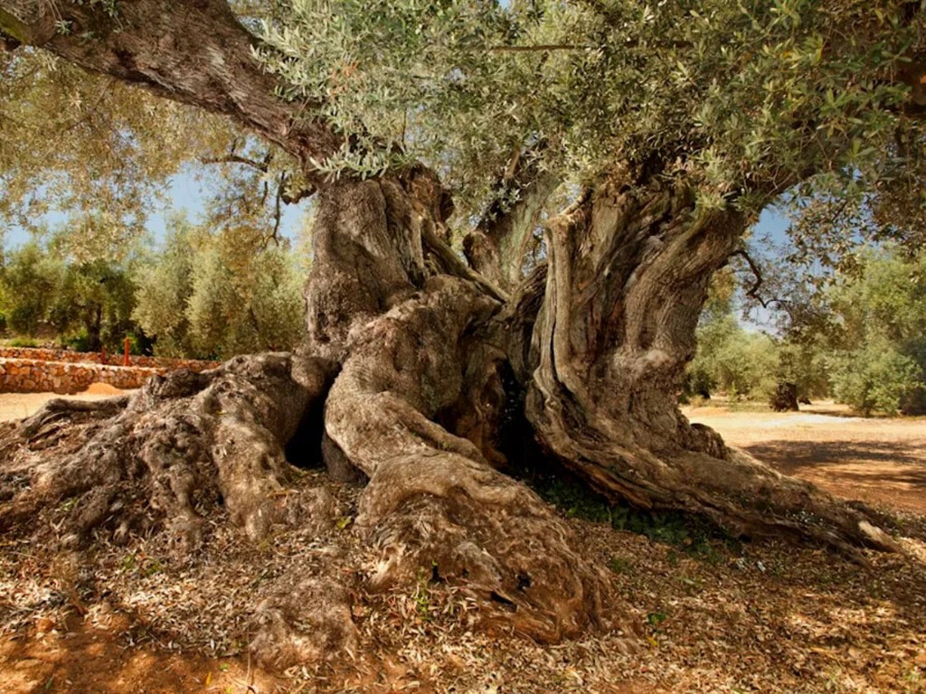 El árbol más viejo de España es un olivo catalán que aún da frutos y fue plantado hace 1.700 años en la época romana