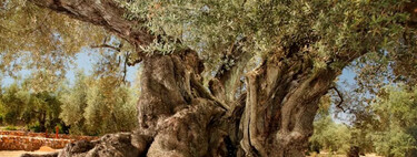 El árbol más viejo de España es un olivo catalán que aún da frutos y fue plantado hace 1.700 años en la época romana 
