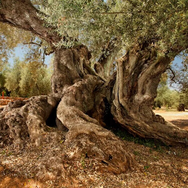 El árbol más viejo de España es un olivo catalán que aún da frutos y fue plantado hace 1.700 años en la época romana 