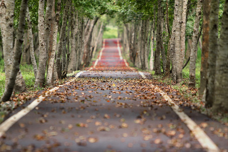 Trucos Para Fotografiar Arboles 05