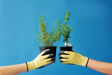 Pexels Mikhail Nilov 8543131