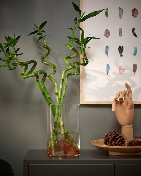 Lucky Bamboo Es Mas Que Una Simple Planta Decorativa Es Un Simbolo De Buena Fortuna Y Bienest 1
