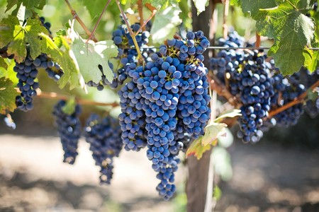 Purple Grapes 553464 1920