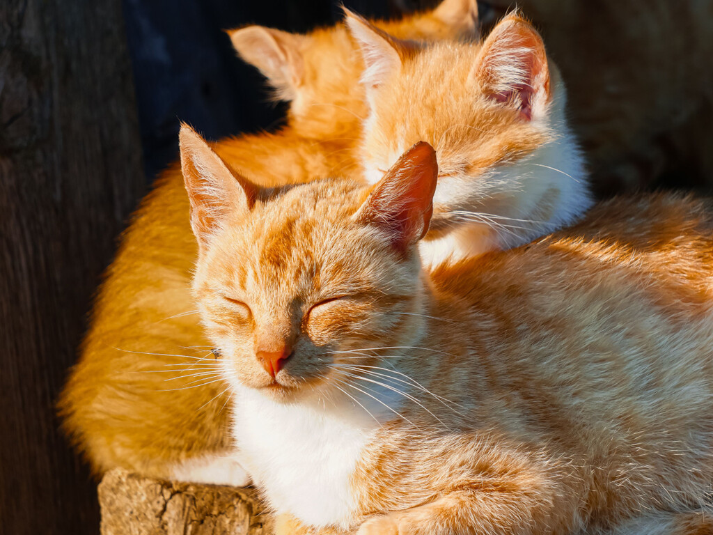 Los gatos naranjas siempre escondieron un secreto en su ADN: la ciencia por fin lo encontró 