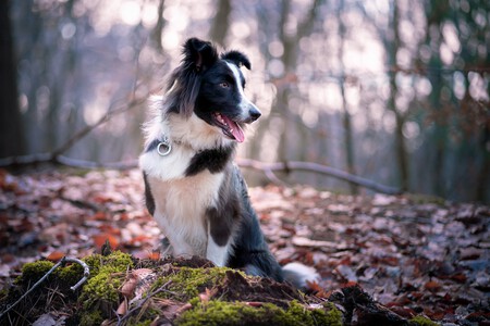 Border collie