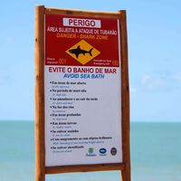 O paraíso das praias de Recife esconde um abismo de segurança — entenda como a própria geografia da região atrai tubarões para a costa 