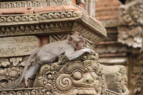 El Templo sagrado de los monos de Ubud en Bali