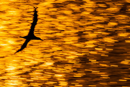 “Siempre intento buscar un componente artístico en mis encuentros con las aves”, Mario Suárez, fotógrafo de naturaleza