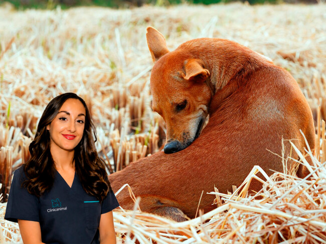 Perro Veterinaria
