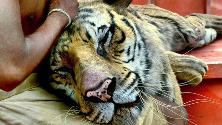 Life Of Pi Cgi Tiger