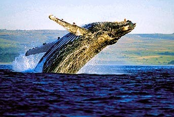 Foto de Arabella Western Cape Hotel & Spa, la Sudáfrica sin Mundial (8/15)