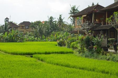 ubud