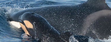 El avistamiento de orcas en la ría de Arousa revela un gran descubrimiento: no solo buscan atún, sino que les encanta el pulpo