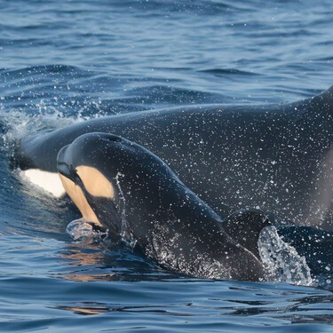 El avistamiento de orcas en la ría de Arousa revela un gran descubrimiento: no solo buscan atún, sino que les encanta el pulpo