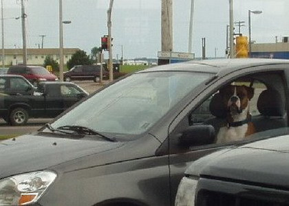 Animales gato perro conduciendo