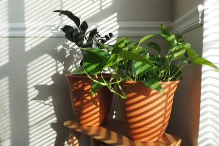 plantas