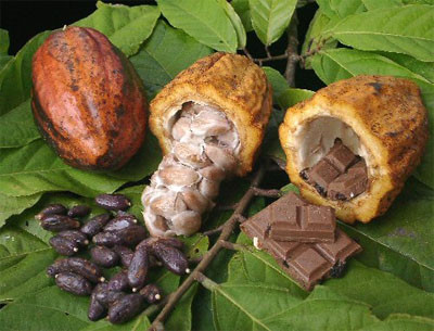 Virtudes del cacao