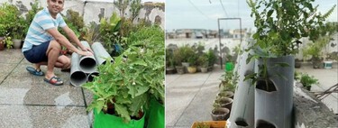 Así de fácil puedes tener un huerto vertical en terrazas y patios pequeños usando tubos de PVC 
