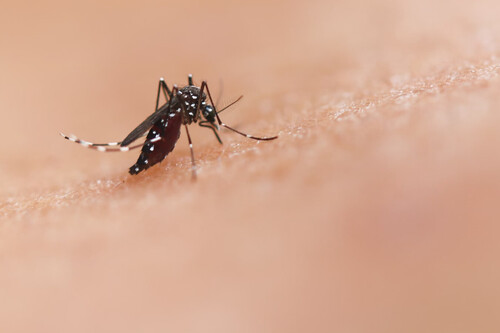 Mosquito