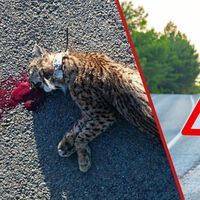Joan Pino, catedrático de Ecología: "Los jabalíes no cruzan nuestras carreteras, nuestras carreteras cruzan su hábitat". Y los animales lo están pagando muy caro