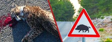 Joan Pino, catedrático de Ecología: "Los jabalíes no cruzan nuestras carreteras, nuestras carreteras cruzan su hábitat". Y los animales lo están pagando muy caro