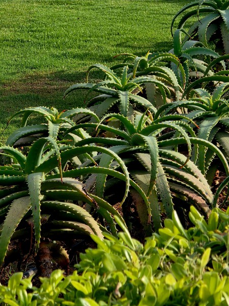 Pexels Adeniumarabicum 38066853