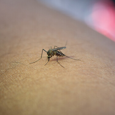 Hoy, 5 de mayo, Action vende por menos de 3 euros una mosquitera magnética ideal para la puerta del patio o la terraza