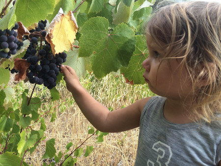 Cómo dar las uvas con las campanadas a los niños para que no se ahoguen con ellas