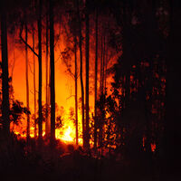 En 1950 Portugal plantó un árbol australiano para estabilizar sus suelos. Sin saberlo, cambió para siempre la forma en que se propagan los incendios 