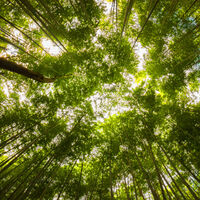 Japón ha empezado a ver cómo sus bambús florecen tras 120 años y eso es un problema