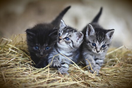 Gatito Pequeno