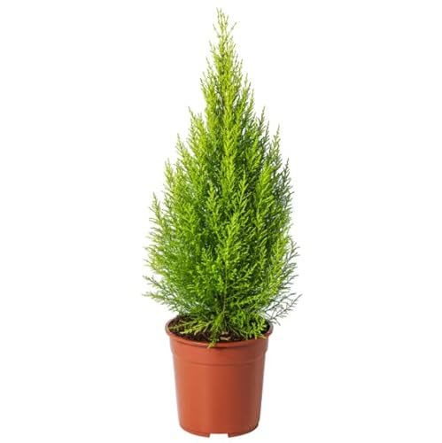 Ciprés Goldcrest Árbol Natural para Exterior Cupressus Macrocarpa