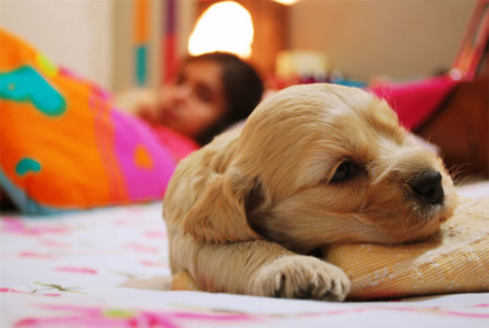 ¿Se pueden entrenar perros para ayudar en caso de hipoglucemia?
