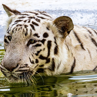 Dois tigres brancos nasceram; irmãos foram concebidos por inseminação artificial 