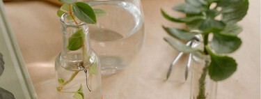Las tres plantas de interior que viven en agua y transforman cualquier rincón