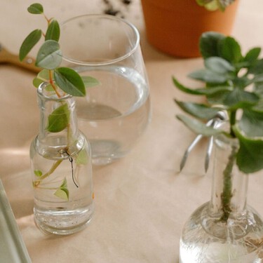 Las tres plantas de interior que viven en agua y transforman cualquier rincón