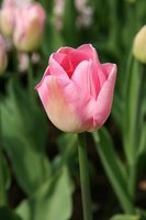 Útero, jardín sagrado