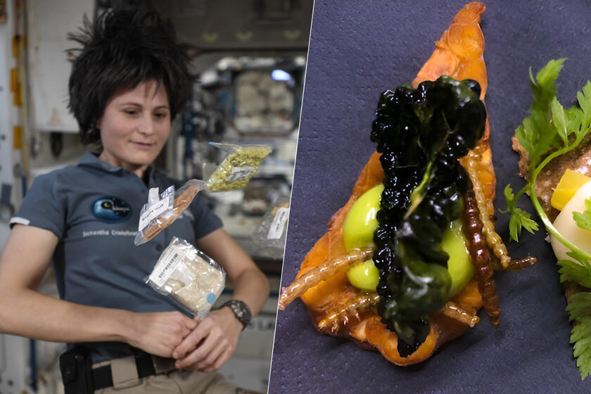 Insects have been traveling to space for decades. Now the ESA is studying putting them on the astronauts’ plates