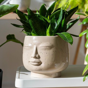 Las mejores 3 plantas de luz para tener dentro de casa: resistentes, bonitas y que purifican el aire