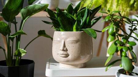 Las mejores 3 plantas de luz para tener dentro de casa: resistentes, bonitas y que purifican el aire
