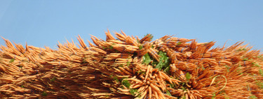 Un teatro elude pagar el 21% de IVA vendiendo zanahorias en vez de entradas 