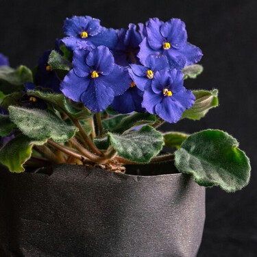 Cuidados de la violeta africana en maceta: el secreto para que florezca todo el año